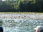 9 Jul 04 Lassen/Crater Lake/Rouge River; Wild turkeysx
Keywords:: 2004_0710Image2-2560107.JPG