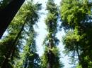 Lassen/Crater Lake/Rouge River; Avenue of the Giants (norther cali) giant redwood grove