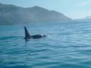 New Zealand; Kaikoura; Dolphin Swim (!)- Orca watchng :-);