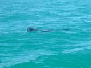 New Zealand; Kaikoura; Dolphin Swim (!)- Orca watchng :-); Fir seal;