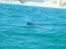 New Zealand; Kaikoura; Dolphin Swim (!)- Orca watchng :-); Fir seal;