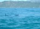 New Zealand; Kaikoura; Dolphin Swim (!)- Orca watchng :-);  Female Orca;