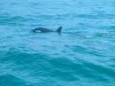 New Zealand; Kaikoura; Dolphin Swim (!)- Orca watchng :-);  Female Orca;