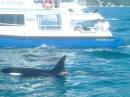 New Zealand; Kaikoura; Dolphin Swim (!)- Orca watchng :-);