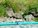 Lassen/Crater Lake/Rouge River; Rouge river petroglyphs