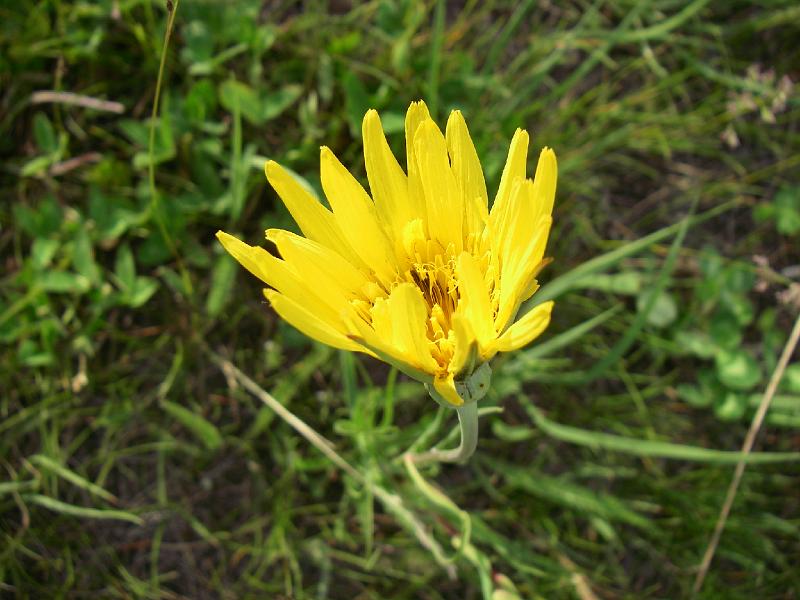 bc2ak-O0016.JPG - Alaska trip 08; bc2ak;Meldrum Creek Road; McIntyre Lake Campsite; Flowers;