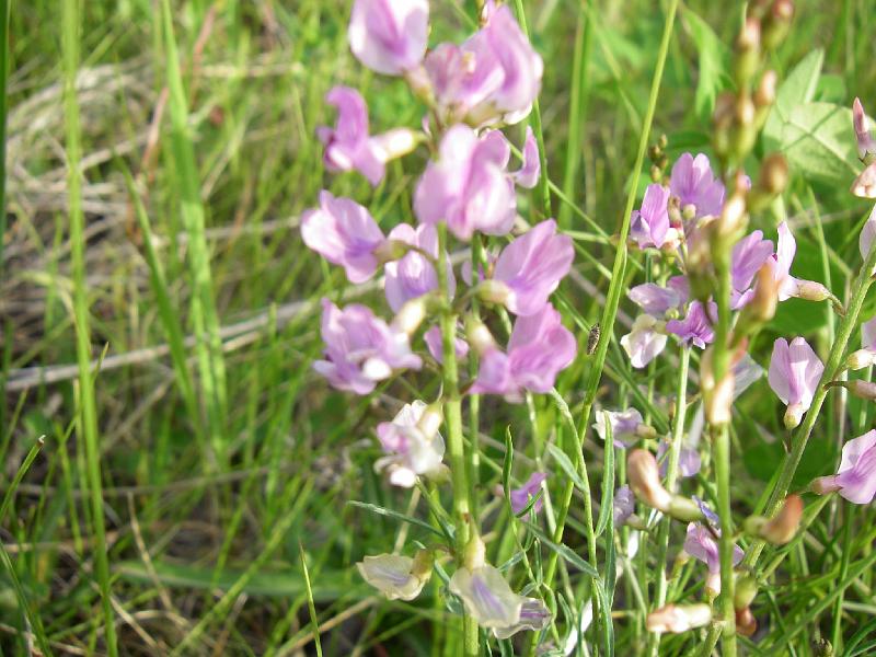 bc2ak-O0017.JPG - Alaska trip 08; bc2ak;Meldrum Creek Road; McIntyre Lake Campsite; Flowers;