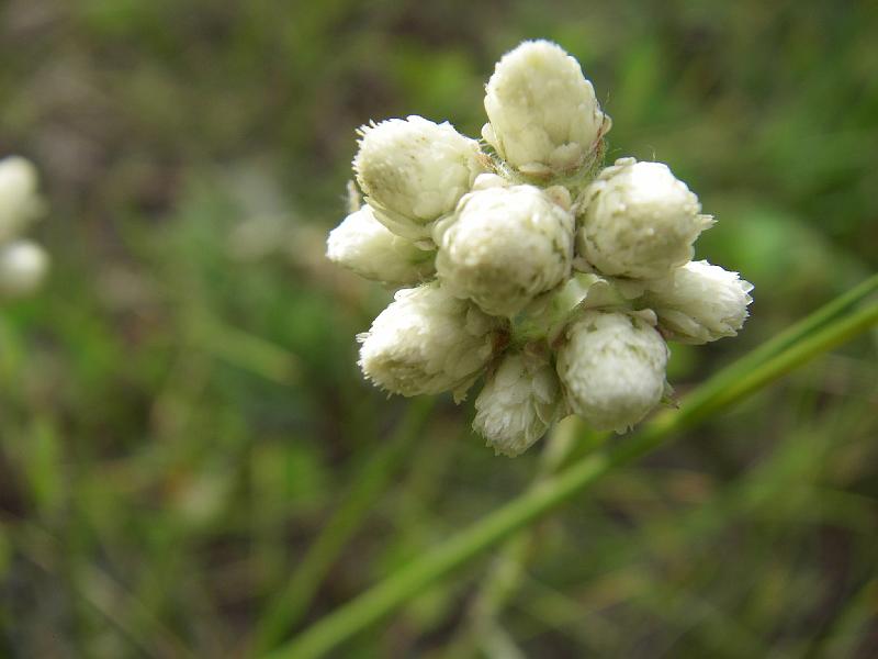 bc2ak-O0021.JPG - Alaska trip 08; bc2ak;Meldrum Creek Road; McIntyre Lake Campsite; Flowers;