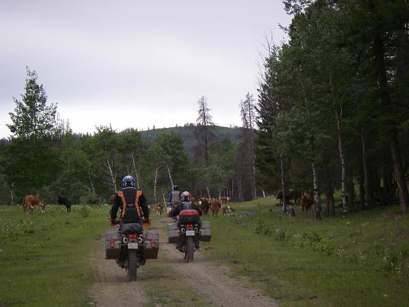 bc2ak-O0025.JPG - Alaska trip 08; bc2ak;Chilcotin Forest; TLGreen and SO; Cattle crossing;