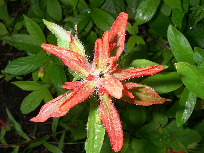 bc2ak-O0030.JPG - Alaska trip 08; bc2ak;Punchaw Lake campsite; Flowers;