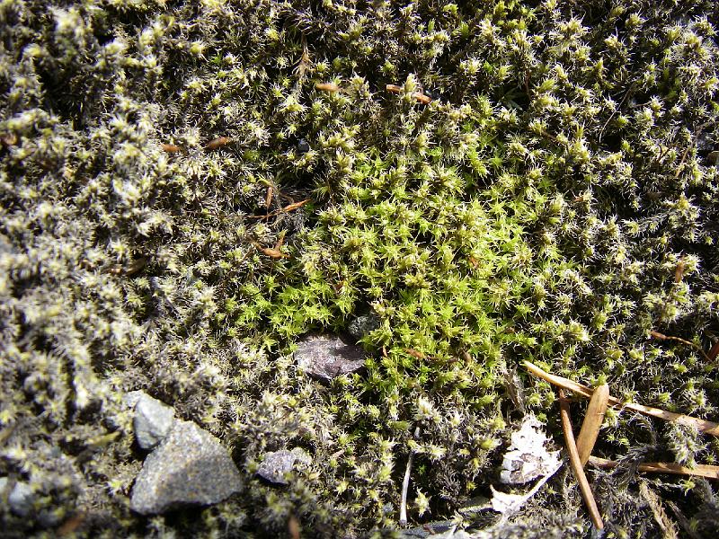 bc2ak-O0059.JPG - Alaska trip 08; bc2ak;Nisga'a hw (113); Liken on Lava rocks; Lava beds