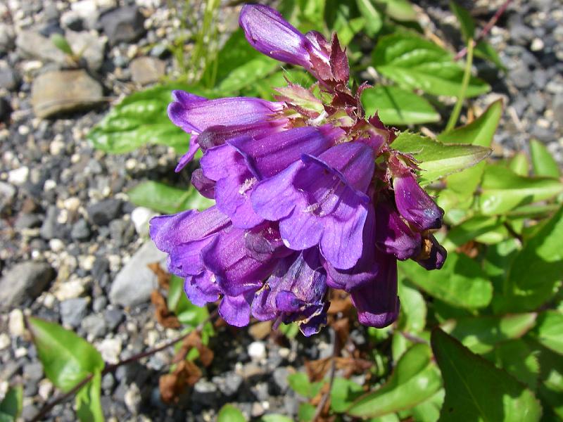 bc2ak-O0092.JPG - Alaska trip 08; bc2ak;Alaska-Stewart highway; Flowers;