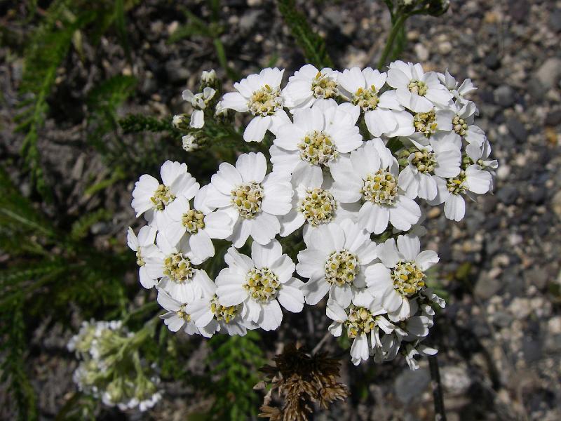 bc2ak-O0093.JPG - Alaska trip 08; bc2ak;Alaska-Stewart highway; Flowers;