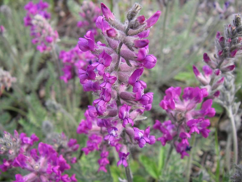 bc2ak-O0149.JPG - Alaska trip 08; bc2ak;Alaska-Stewart HW north of Deese Lake; Flowers