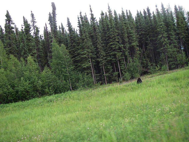 bc2ak-O0187.JPG - Alaska trip 08; bc2ak;Alaska Highway Fort Nelson area; Bear