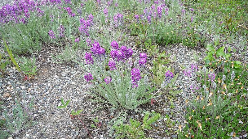 bc2ak-P0405.JPG - Alaska trip 08; bc2ak; Alaska-Stewart Highway; Flowers