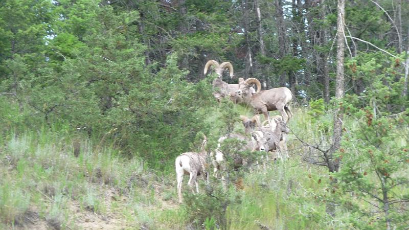 bc2ak-P0451.JPG - Alaska trip 08; bc2ak; West Fraser lake road; Mountain  rams