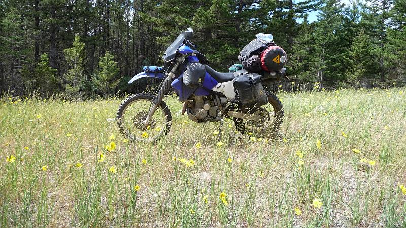 bc2ak-P0468.JPG - Alaska trip 08; bc2ak; Gang ranch; DRZ in flowers