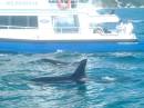 New Zealand; Kaikoura; Dolphin Swim (!)- Orca watchng :-);