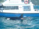 New Zealand; Kaikoura; Dolphin Swim (!)- Orca watchng :-); Large male and female Orca between our boats;