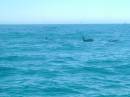 New Zealand; Kaikoura; Dolphin Swim (!)- Orca watchng :-);