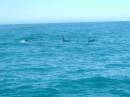 New Zealand; Kaikoura; Dolphin Swim (!)- Orca watchng :-);